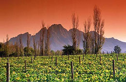 Winelands in Stellenbosch