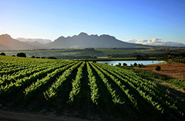 Winelands